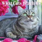 What Cats Teach Us 2026 7 X 7 Mini Wall Calendar