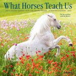 What Horses Teach Us 2026 7 X 7 Mini Wall Calendar