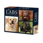 Just Labs 2026 5.4 X 6.2 Box Calendar