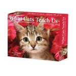 What Cats Teach Us 2026 5.4 X 6.2 Box Calendar