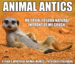 Animal Antics 2026 5.4 X 6.2 Box Calendar