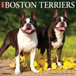 Boston Terriers 2026 12 X 12 Wall Calendar
