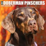 Doberman Pinschers 2026 12 X 12 Wall Calendar