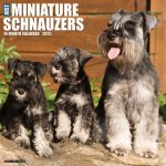 Miniature Schnauzers 2026 12 X 12 Wall Calendar