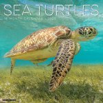 Sea Turtles 2026 12 X 12 Wall Calendar
