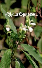Aadathodai