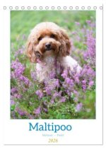 Maltipoo - Malteser - Pudel 2026 (Tischkalender 2026 DIN A5 hoch), CALVENDO Monatskalender