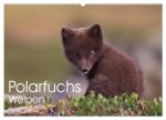 Polarfuchs-Welpen (Wandkalender 2026 DIN A2 quer), CALVENDO Monatskalender