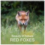Beauty in nature - RED FOXES (Wall Calendar 2026 12 × 12 Inch) CALVENDO 12 Month Wall Calendar