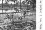 MEMOIRES D'INDONESIE