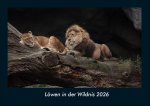 Löwen in der Wildnis 2026 Fotokalender DIN A4