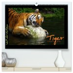 Welt der Katzen - Tiger (hochwertiger Premium Wandkalender 2026 DIN A2 quer), Kunstdruck in Hochglanz