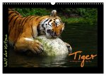 Welt der Katzen - Tiger (Wandkalender 2026 DIN A3 quer), CALVENDO Monatskalender