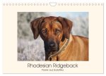 Rhodesian Ridgeback Power aus Südafrika (Wandkalender 2026 DIN A4 quer), CALVENDO Monatskalender
