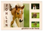 Fohlen, glücklich in der Herde (Wandkalender 2026 DIN A4 quer), CALVENDO Monatskalender