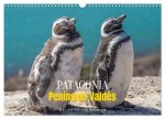 Patagonia, Peninsula Valdés - Marine Nature Reserve (Wall Calendar 2026 DIN A3 landscape), CALVENDO 12 Month Wall Calendar