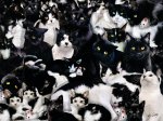 Black and White 1000 PC Puzzle