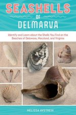 Seashells of Delmarva