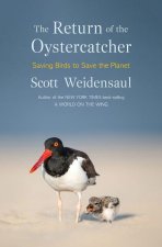 Return of the Oystercatcher