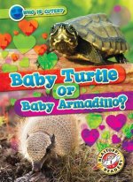 Baby Turtle or Baby Armadillo?