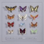Lepidoptera