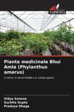 Pianta medicinale Bhui Amla (Phylanthus amarus)