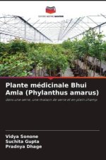 Plante médicinale Bhui Amla (Phylanthus amarus)