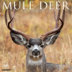 Mule Deer 2026 12 X 12 Wall Calendar