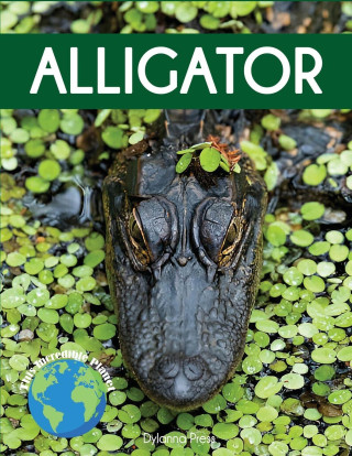 Alligator
