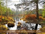 A l'écoute de la forêt de Fontainebleau