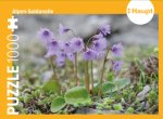 Alpen-Soldanelle - Puzzle. 1000 Teile