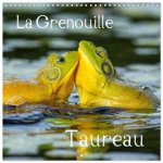 LA GRENOUILLE TAUREAU (Calendrier mural carré 2026 30x30 cm) Calendrier double avec une page pour vos prises de notes