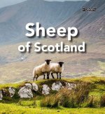 Sheep of Scotland
