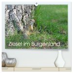 Ziesel im Burgenland (hochwertiger Premium Wandkalender 2026 DIN A2 quer), Kunstdruck in Hochglanz