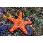 Pohlednice 3D Asteroidea