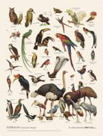 Planche Oiseaux 30 x 40