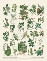 Planche Arbres 30 x 40
