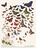 Planche Papillons 30 x 40