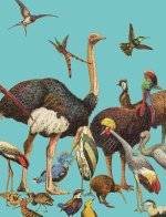 Petit carnet Oiseaux