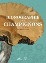 Iconographie des champignons