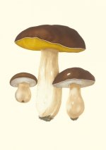 Carnet - Champignons comestibles et vénéneux