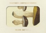 Livre d'images - Champignons comestibles et vénéneux