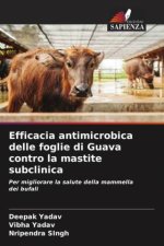 Efficacia antimicrobica delle foglie di Guava contro la mastite subclinica
