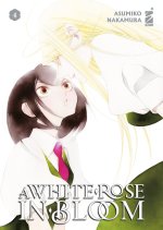 white rose in bloom