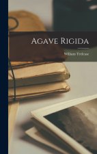 Agave Rigida