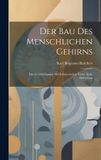 Der Bau Des Menschlichen Gehirns