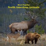 Most Popular North American Animals Kids Book