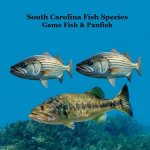 South Carolina Game Fish and Panfish Species Kids Book