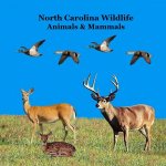 North Carolina Animals and Mammals Kids Wildlife Book