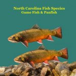 North Carolina Game Fish and Panfish Species Kids Book